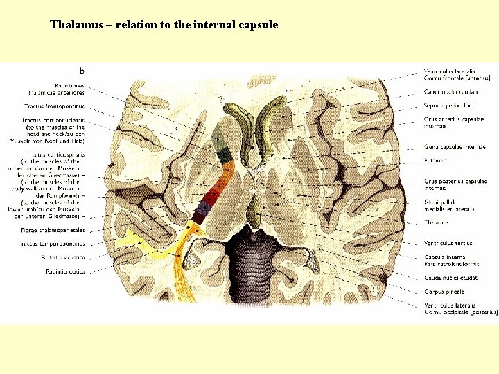 Thalamus – relation to the internal capsule 
