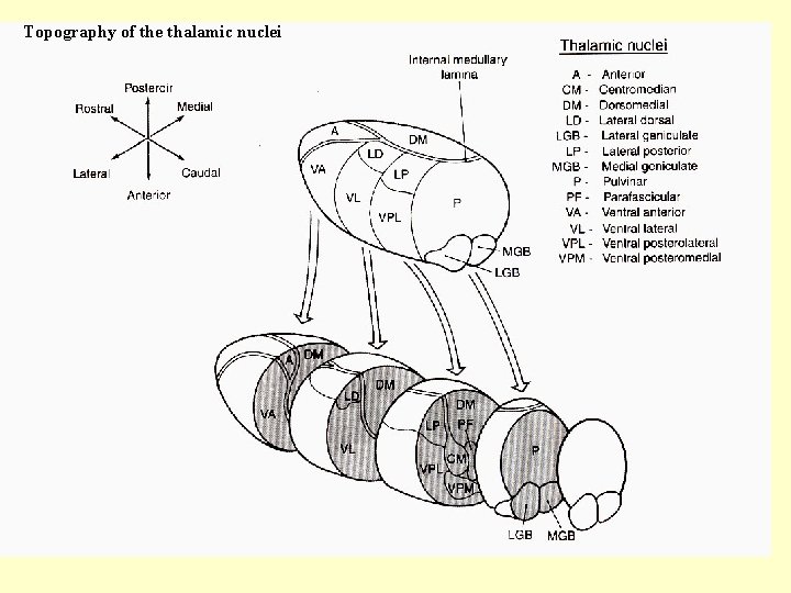 Topography of the thalamic nuclei 