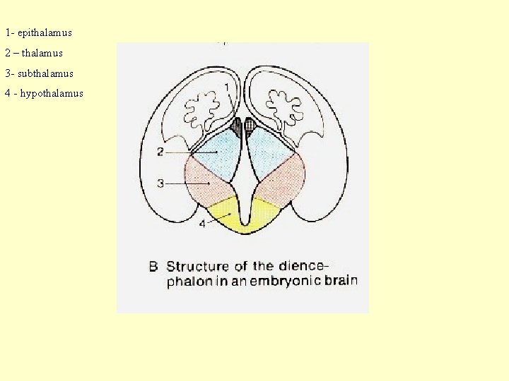 1 - epithalamus 2 – thalamus 3 - subthalamus 4 - hypothalamus 