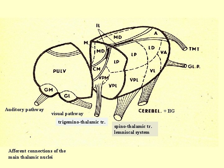 Auditory pathway + BG visual pathway trigemino-thalamic tr. Afferent connections of the main thalamic