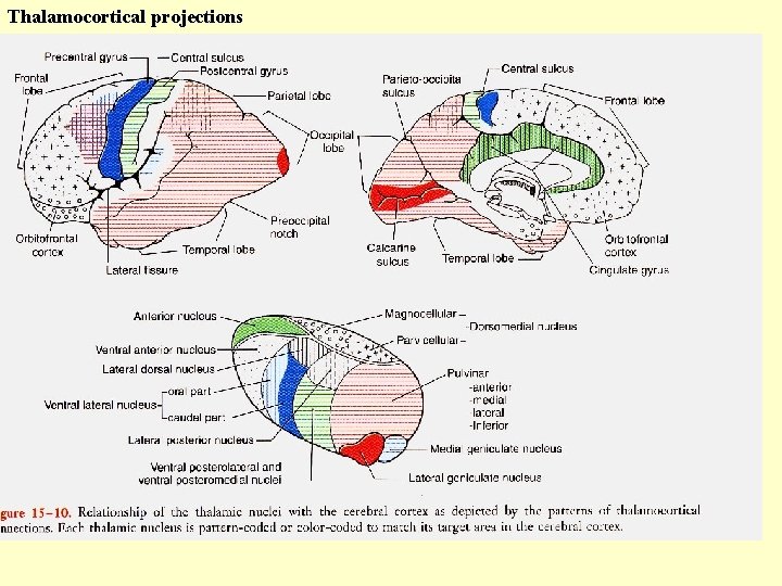 Thalamocortical projections 