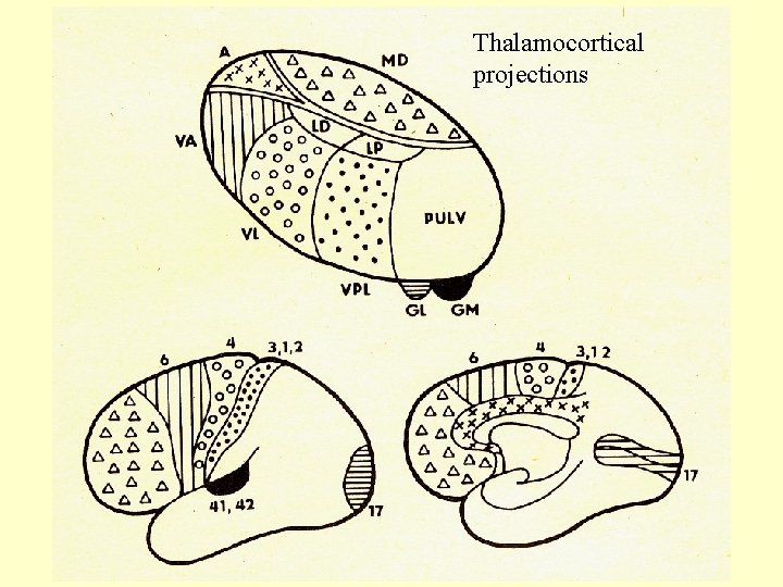 Thalamocortical projections 
