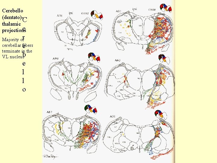 Cerebello (dentato)C thalamic e projections Majority ofr cerebellar e fibers terminate in the VL