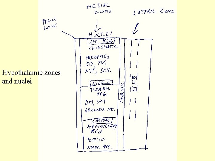 Hypothalamic zones and nuclei 