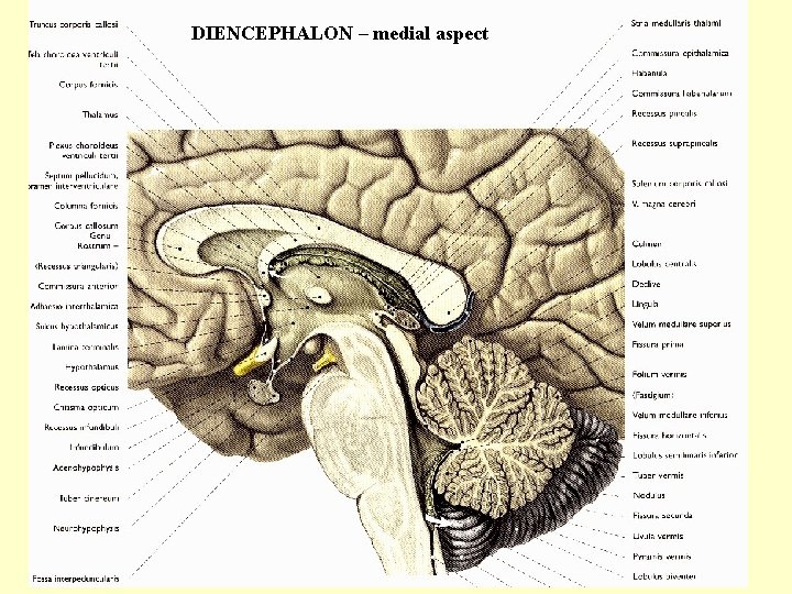 DIENCEPHALON – medial aspect 