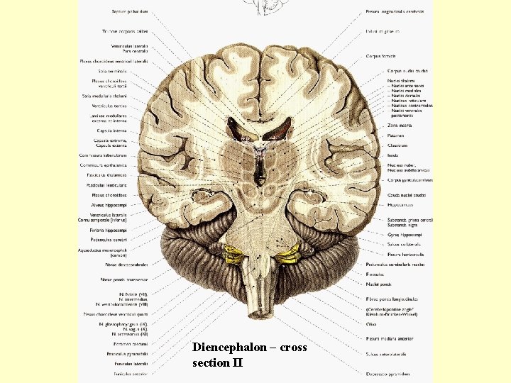 Diencephalon – cross section II 