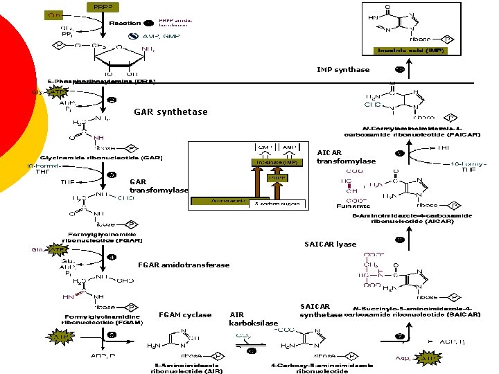 IMP synthase GAR synthetase AICAR transformylase GAR transformylase SAICAR lyase FGAR amidotransferase FGAM cyclase