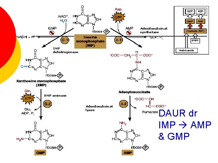 Adenilosuksinat synthetase IMP dehidrogenase XMP aminase Adenilosuksinat lyase DAUR dr IMP AMP & GMP