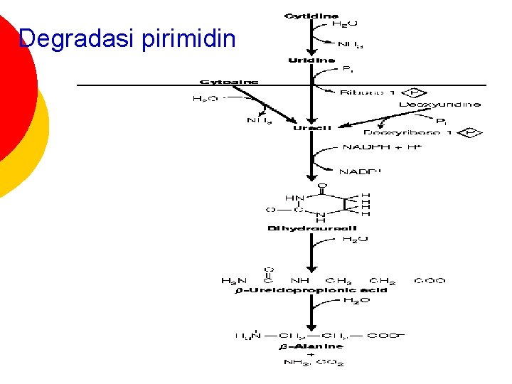 Degradasi pirimidin 