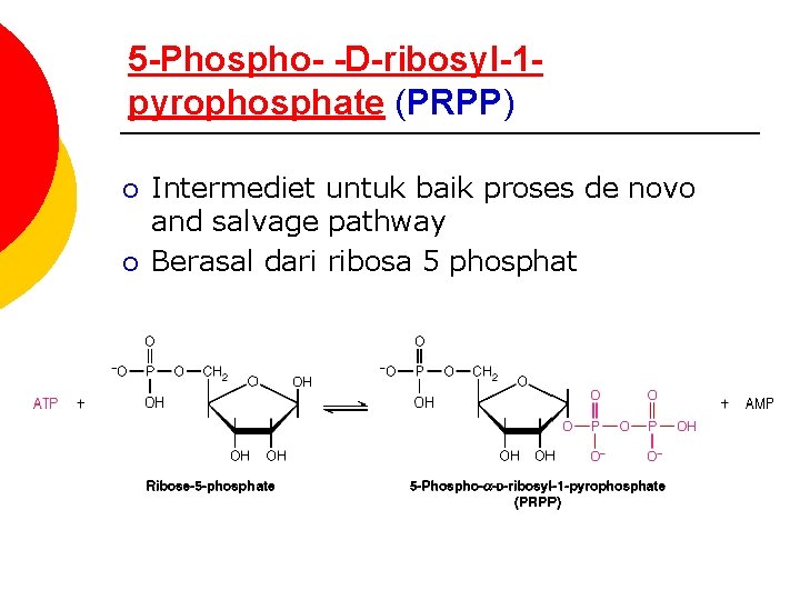 5 -Phospho- -D-ribosyl-1 pyrophosphate (PRPP) ¡ ¡ Intermediet untuk baik proses de novo and