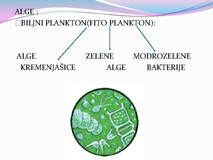 ALGE : �BILJNI PLANKTON(FITO PLANKTON): ALGE KREMENJAŠICE ZELENE MODROZELENE ALGE BAKTERIJE 