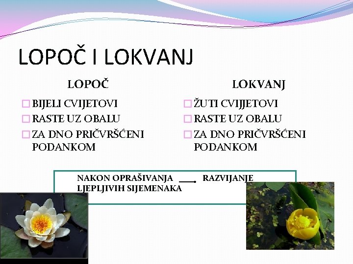 LOPOČ I LOKVANJ LOPOČ �BIJELI CVIJETOVI �RASTE UZ OBALU �ZA DNO PRIČVRŠĆENI PODANKOM NAKON