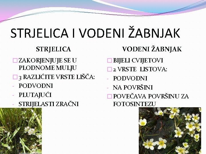 STRJELICA I VODENI ŽABNJAK STRJELICA �ZAKORJENJUJE SE U PLODNOME MULJU � 3 RAZLIĆITE VRSTE