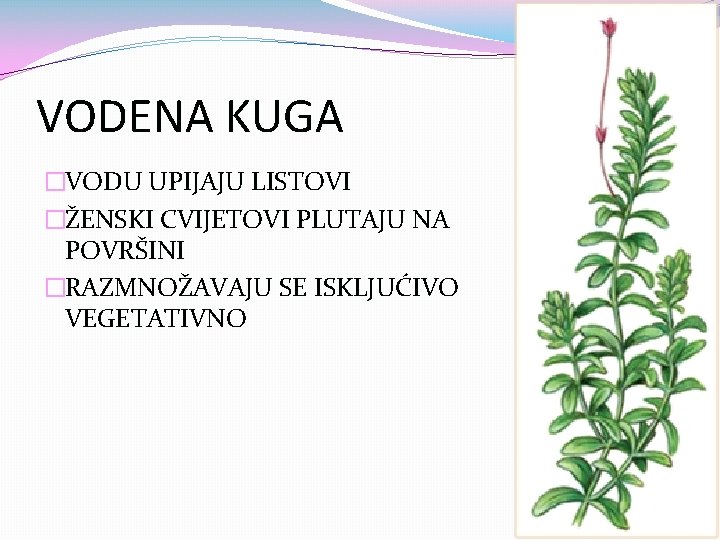 VODENA KUGA �VODU UPIJAJU LISTOVI �ŽENSKI CVIJETOVI PLUTAJU NA POVRŠINI �RAZMNOŽAVAJU SE ISKLJUĆIVO VEGETATIVNO