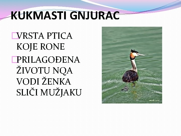 KUKMASTI GNJURAC �VRSTA PTICA KOJE RONE �PRILAGOĐENA ŽIVOTU NQA VODI ŽENKA SLIČI MUŽJAKU 