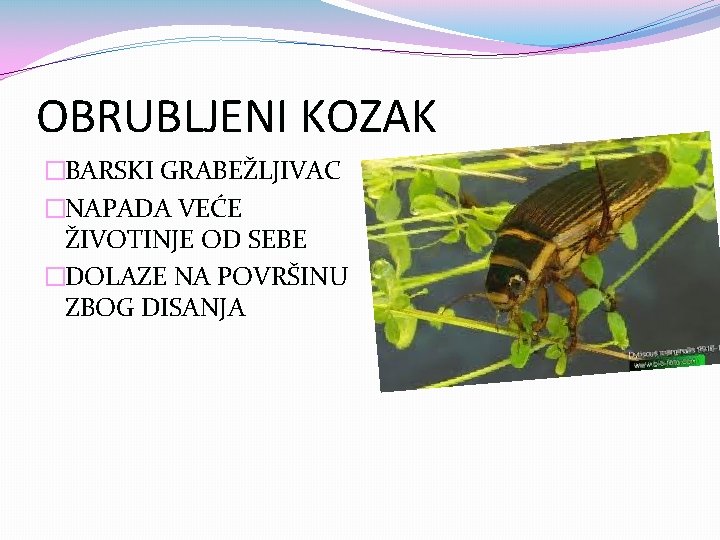 OBRUBLJENI KOZAK �BARSKI GRABEŽLJIVAC �NAPADA VEĆE ŽIVOTINJE OD SEBE �DOLAZE NA POVRŠINU ZBOG DISANJA