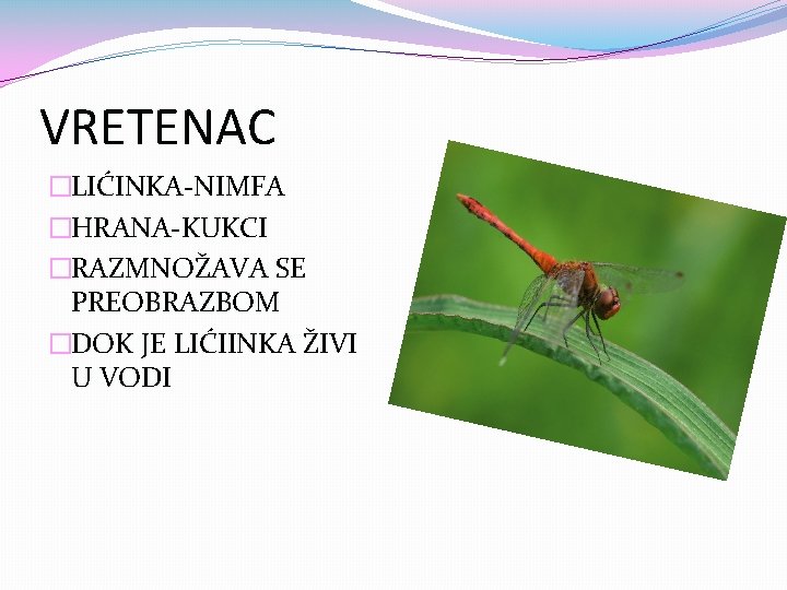 VRETENAC �LIĆINKA-NIMFA �HRANA-KUKCI �RAZMNOŽAVA SE PREOBRAZBOM �DOK JE LIĆIINKA ŽIVI U VODI 