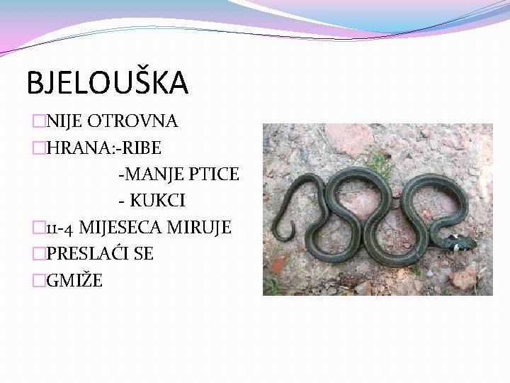 BJELOUŠKA �NIJE OTROVNA �HRANA: -RIBE -MANJE PTICE - KUKCI � 11 -4 MIJESECA MIRUJE