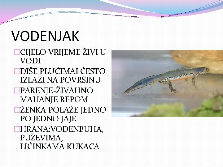 VODENJAK �CIJELO VRIJEME ŽIVI U VODI �DIŠE PLUĆIMAI ĆESTO IZLAZI NA POVRŠINU �PARENJE-ŽIVAHNO MAHANJE