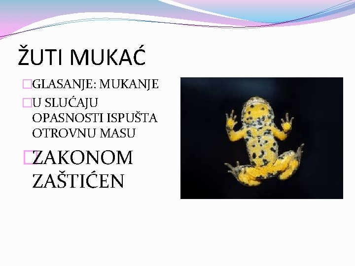 ŽUTI MUKAĆ �GLASANJE: MUKANJE �U SLUĆAJU OPASNOSTI ISPUŠTA OTROVNU MASU �ZAKONOM ZAŠTIĆEN 