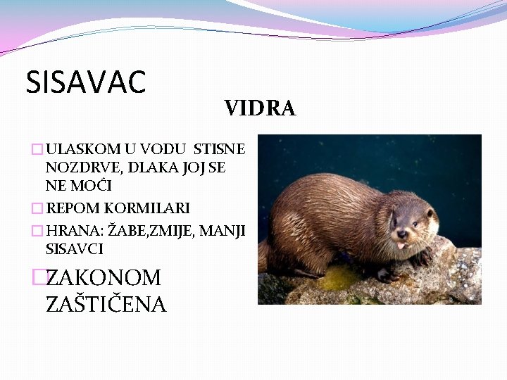 SISAVAC VIDRA �ULASKOM U VODU STISNE NOZDRVE, DLAKA JOJ SE NE MOĆI �REPOM KORMILARI