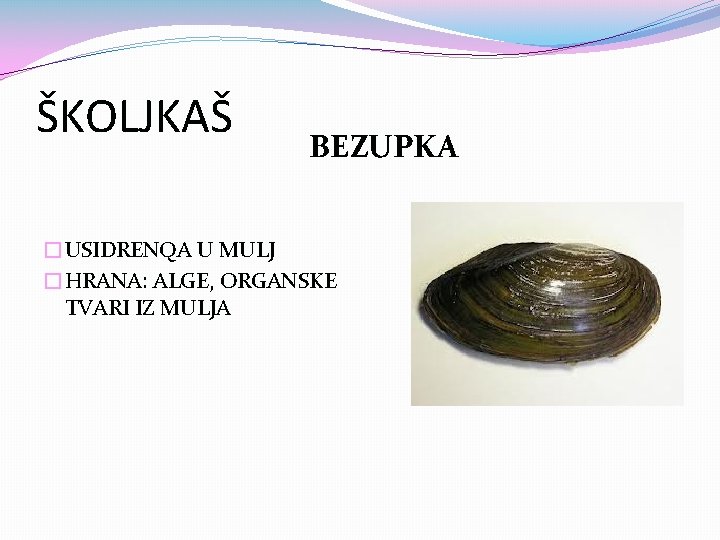 ŠKOLJKAŠ BEZUPKA �USIDRENQA U MULJ �HRANA: ALGE, ORGANSKE TVARI IZ MULJA 