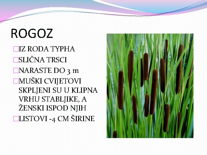 ROGOZ �IZ RODA TYPHA �SLIČNA TRSCI �NARASTE DO 3 m �MUŠKI CVIJETOVI SKPLJENI SU