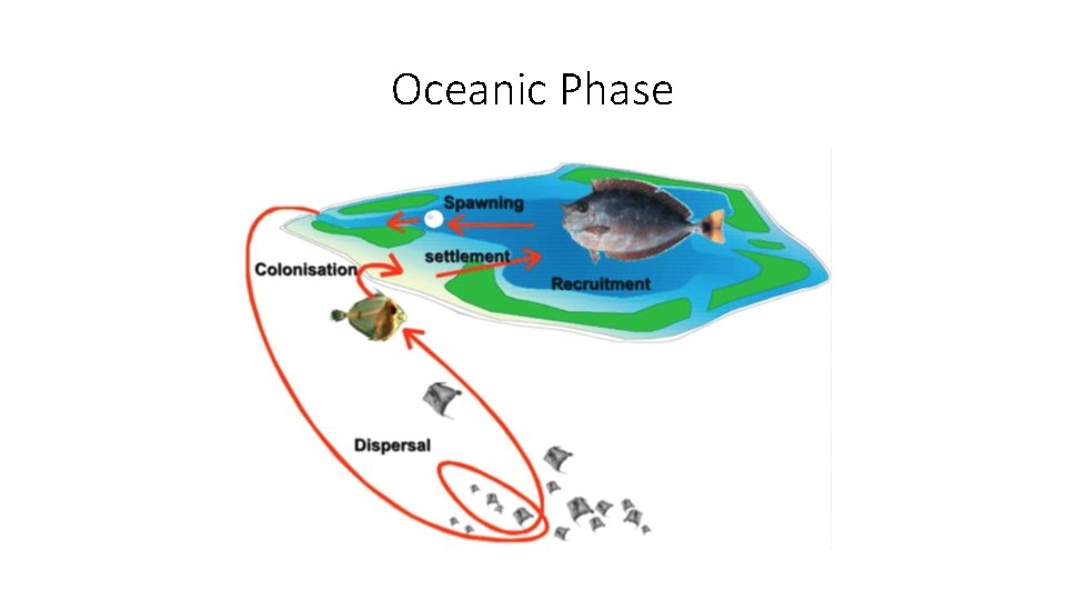 Oceanic Phase 