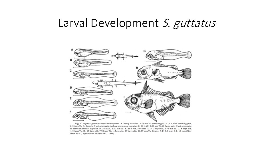 Larval Development S. guttatus 