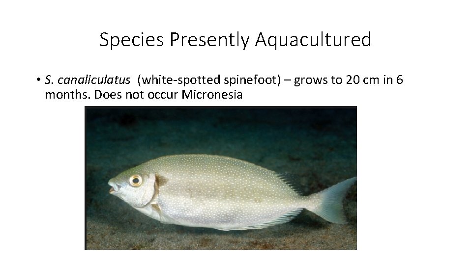 Species Presently Aquacultured • S. canaliculatus (white-spotted spinefoot) – grows to 20 cm in