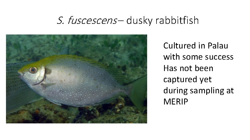 S. fuscescens – dusky rabbitfish Cultured in Palau with some success Has not been