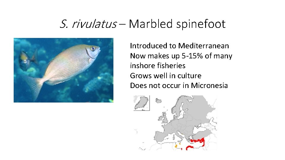 S. rivulatus – Marbled spinefoot Introduced to Mediterranean Now makes up 5 -15% of