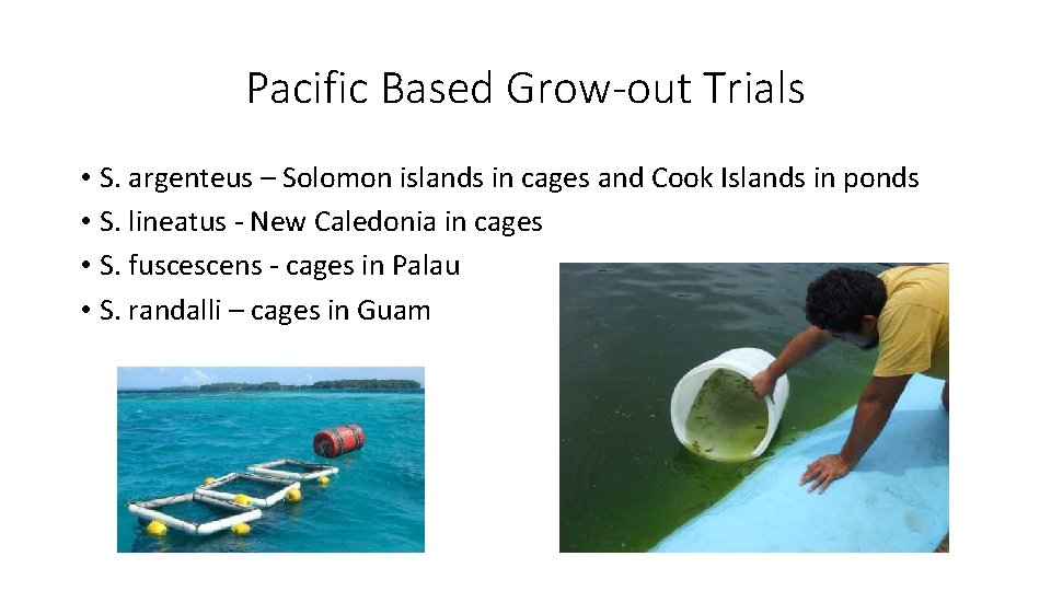 Pacific Based Grow-out Trials • S. argenteus – Solomon islands in cages and Cook