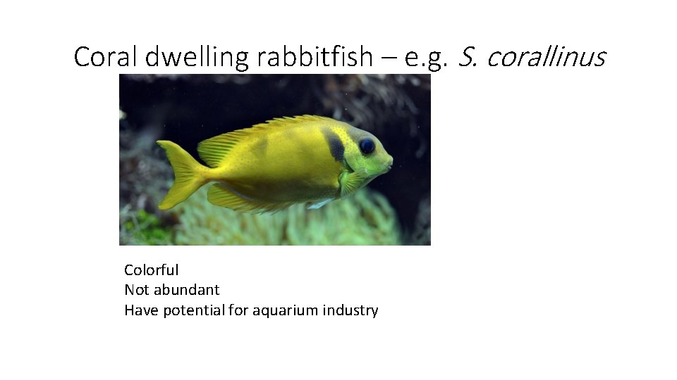 Coral dwelling rabbitfish – e. g. S. corallinus Colorful Not abundant Have potential for