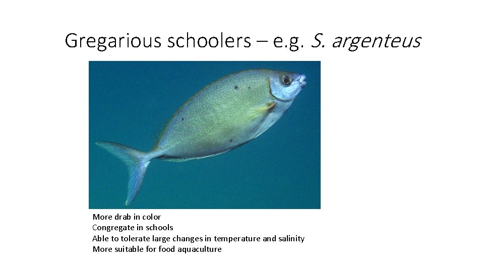 Gregarious schoolers – e. g. S. argenteus More drab in color Congregate in schools