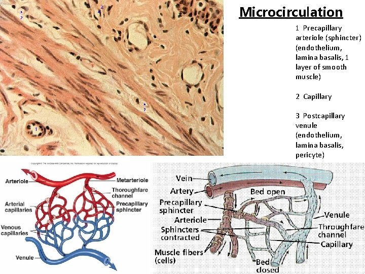 Microcirculation 1 Precapillary arteriole (sphincter) (endothelium, lamina basalis, 1 layer of smooth muscle) 2