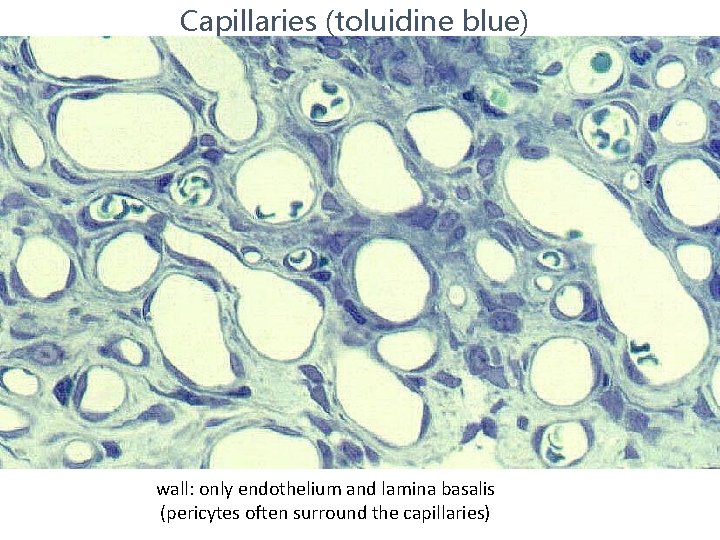 Capillaries (toluidine blue) wall: only endothelium and lamina basalis (pericytes often surround the capillaries)