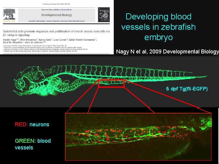 Developing blood vessels in zebrafish embryo Nagy N et al, 2009 Developmental Biology 5