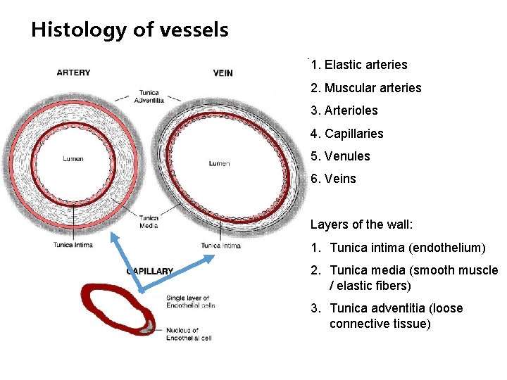 Histology of vessels 1. Elastic arteries 2. Muscular arteries 3. Arterioles 4. Capillaries 5.