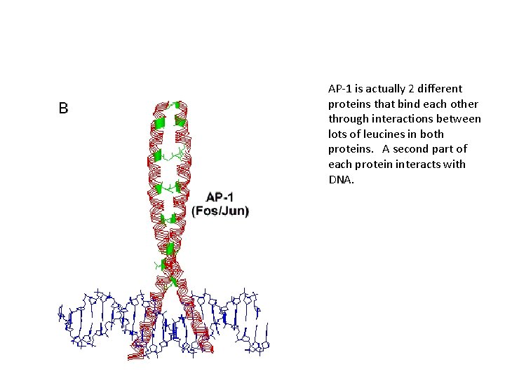 AP-1 is actually 2 different proteins that bind each other through interactions between lots