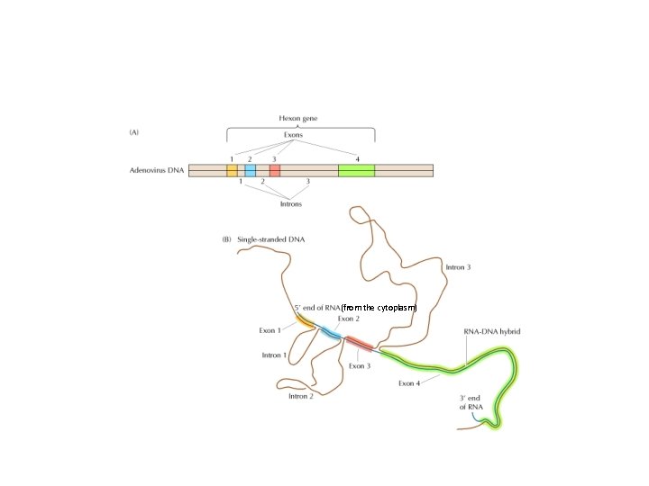 (from the cytoplasm) 