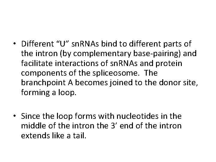 • Different “U” sn. RNAs bind to different parts of the intron (by