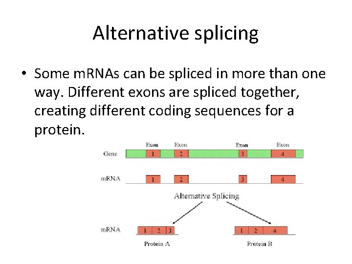 Alternative splicing • Some m. RNAs can be spliced in more than one way.