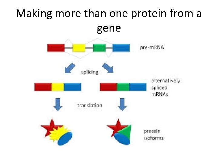 Making more than one protein from a gene 