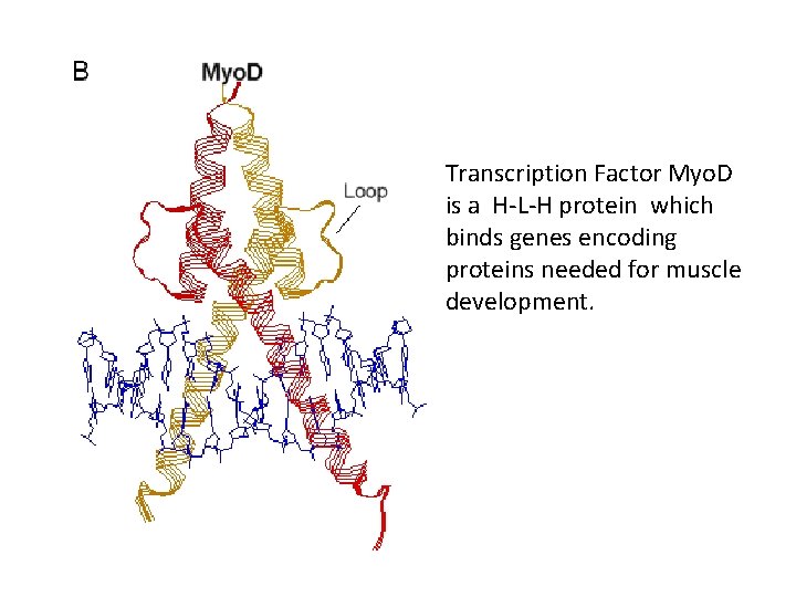 Transcription Factor Myo. D is a H-L-H protein which binds genes encoding proteins needed