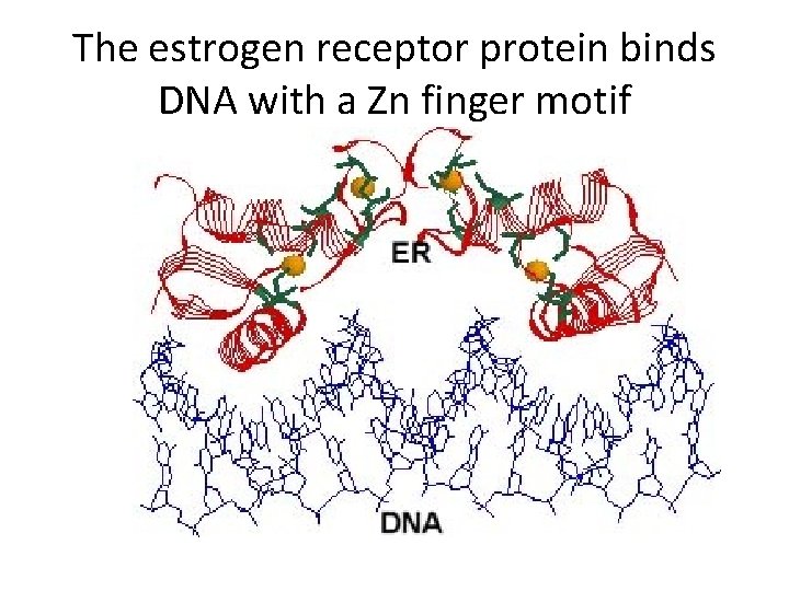 The estrogen receptor protein binds DNA with a Zn finger motif 