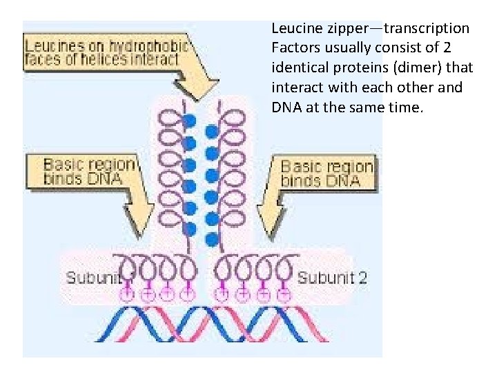 Leucine zipper—transcription Factors usually consist of 2 identical proteins (dimer) that interact with each