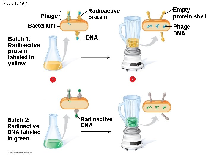 Figure 10. 1 B_1 Phage Empty protein shell Radioactive protein Bacterium DNA Batch 1: