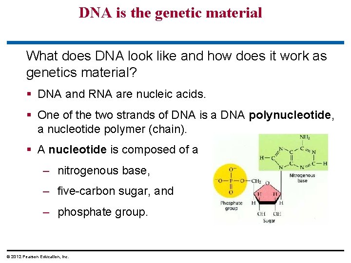 DNA is the genetic material What does DNA look like and how does it