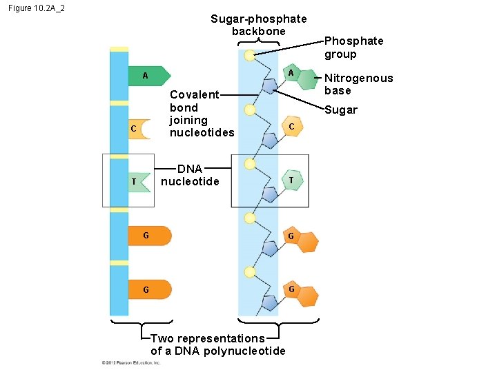 Figure 10. 2 A_2 Sugar-phosphate backbone A A Covalent bond joining nucleotides C DNA